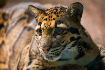clouded leopard (Neofelis nebulosa) wild cat