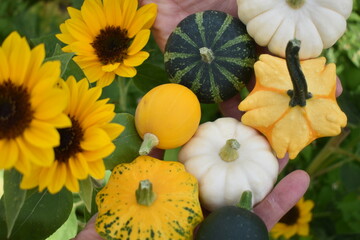 Small green, yellow, orange and white pumpkins on a hand in sunflower field in autumn / fall 