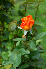Una rosa de color anaranjada con gotas de rocio. Vista de frente y de cerca. Formato vertical