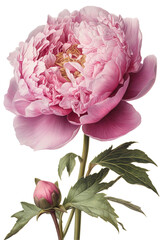 Vintage style watercolor painting of a peony flower. Generative AI. transparent background