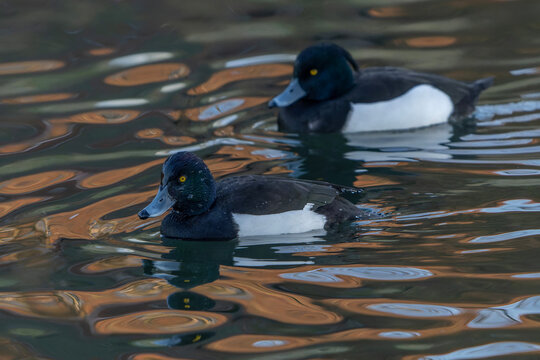 Two beautiful male Tufted Duck (Anatidae) taking a bath. Gelderland in the Netherlands  