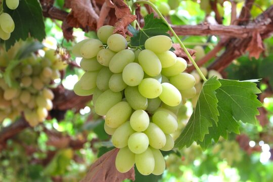 tables grapes export thomson seedless