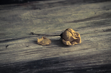 still life with avocado seeds, small roses and other gift of mother nature
