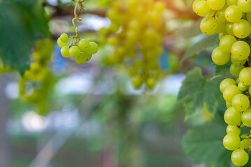 Close-up view of healthy young grapes hanging on the stems among their leaves in garden, Beautiful...