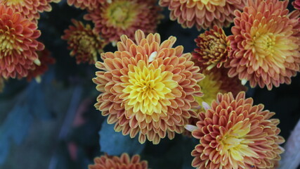 Naklejka na ściany i meble pink chrysanthemums close-up. beautiful flower