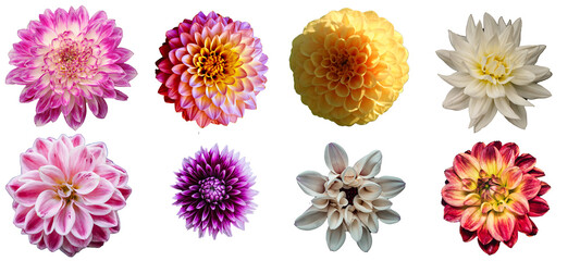set of chrysanthemum flowers isolated on white background - obrazy, fototapety, plakaty