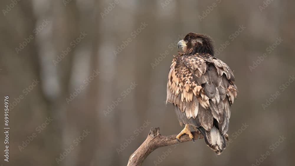 Wall mural white tailed eagle ( haliaeetus albicilla )