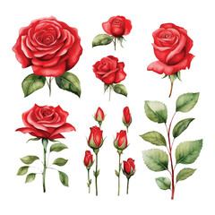 watercolor set of red roses