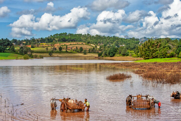two wodden water buffalo carts being washed in a brown lake in front of an asian landscape with...