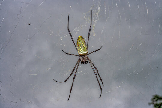 a green silk weaver spider with yellow dots in its web