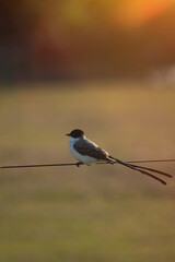 Tyrannus savana resting on a wire fence at golden hour
