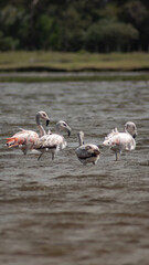 Wild flamingos, adults and young, in a stream in Uruguay