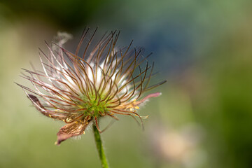 close-up of a withered pasqueflower (pulsatilla vulgaris) with blurry background