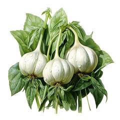 Watercolor fresh bulb of garlic with leaves of parsley, hand drawn, illustration on png background.