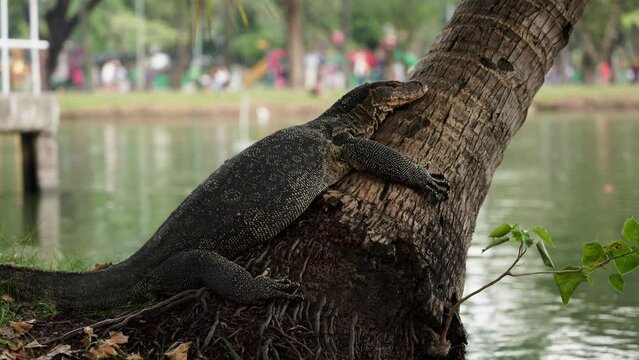 A large monitor lizard in the park lies on a tree. A large reptile. Bangkok, Thailand