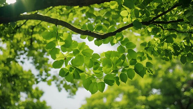 Lush, green trees reach towards the sky, their branches intertwining to form a heart as a symbol of the unbreakable bond and fusion of nature.