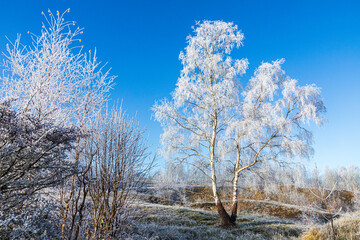 A silver birch tree covered in hoar frost after a receding mist on Rudge Hill Nature Reserve (Scottsquar Hill), Edge Common, Gloucestershire, England UK