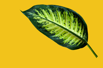 Large leaf dieffenbachia plant isolated yellow background Dark green leaf with light pattern...