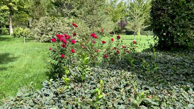 Roses bush on garden landscape
