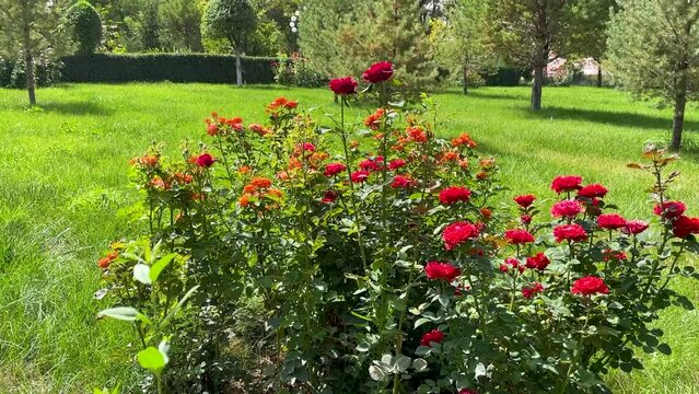 Roses bush on garden landscape