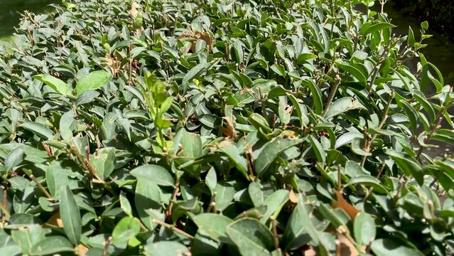 Close-up of the top of trimmed bushes.