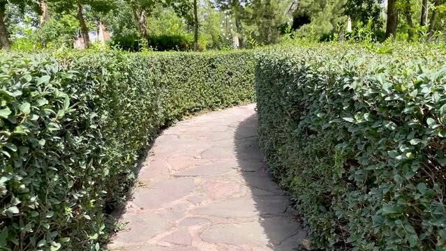 Walking path in park made in shape of maze and surrounded by neatly trimmed bushes. Traditional landscaping