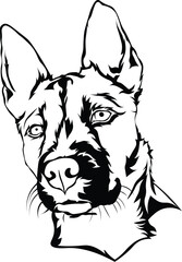 Cartoon Black and White Isolated Illustration Vector Of A Pet Belgian Shepherd Puppy Dogs Face and Head 