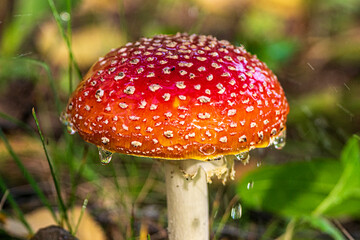 fly agaric mushroom in forest