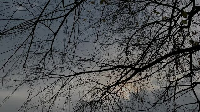 Bare dark tree branches in cold weather and cloudy sky. Overcast and dry black tree silhouette.