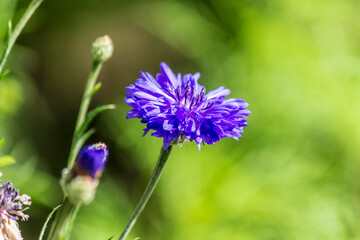 blue flower in the garden