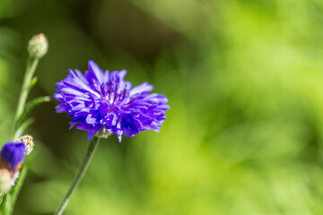 blue flower of a flower