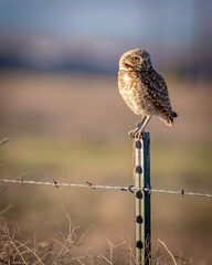 Small owl on a fence post in morning light