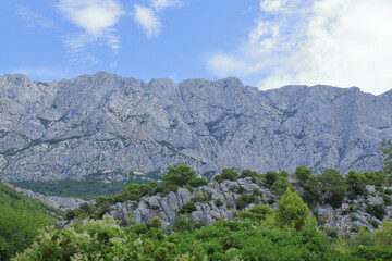 Fototapeta premium Green pines on the background of mountains and blue sky and white clouds. Silhouette of mountains. Tourism. Outdoor activity in the nature. Croatia. Vacation and summer concept. Mountain landscape