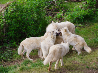 Obraz premium mother wolf and young wolves on a background of green grass