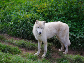 young arctic wolf on a background of green grass