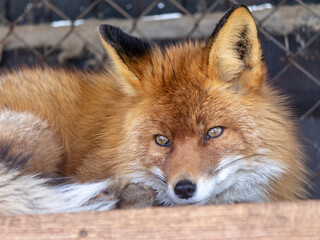 red fox portrait