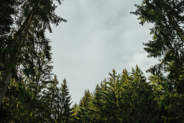 Obraz na płótnie Canvas Pine, evergreen spruce, branches conifer tree on sky background.