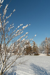 Snow covered branches in Vaduz in Liechtenstein