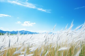 Wheat field with blue sky and mountains in the background, soft focus