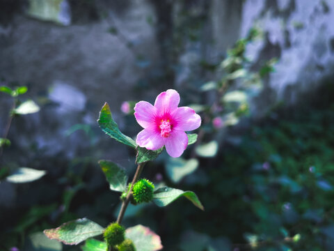 pink urena lobata flower blooming in the wild. It is also known as Caesar weed.