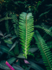 In the middle of a forest a green fern leaf