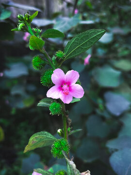 pink urena lobata flower blooming in the wild. It is also known as Caesar weed.