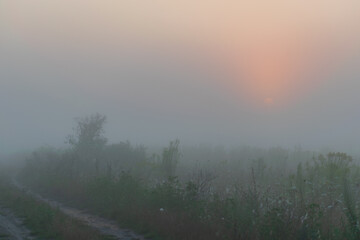 misty morning in the forest