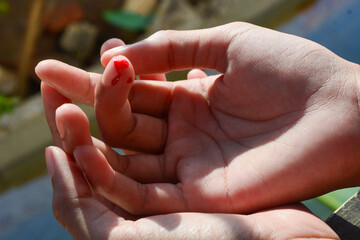 Photo of a finger cut, cut by a knife, bleeding fresh red blood
