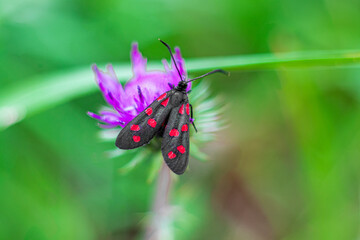 Close up of five-spot burnet (Zygaena transalpina)
