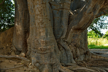 West Africa. Senegal. The sacred baobab Fadial is one of the oldest baobabs, which, according to...