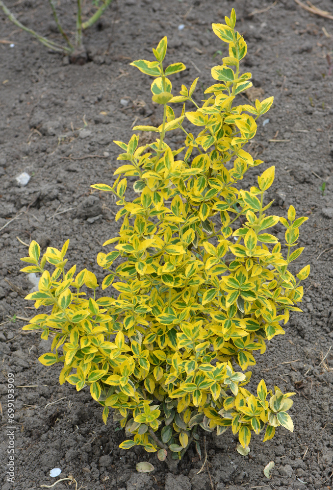 Sticker the ornamental shrub euonymus fortunei grows in the garden