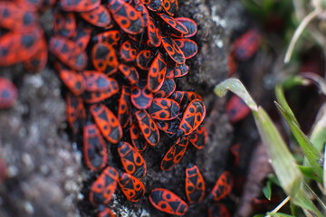 Red small bugs Pyrrhocoris apterus