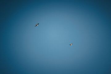 Aves voando céu azul gaivotas
