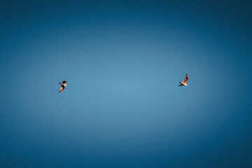 Aves voando céu azul gaivotas